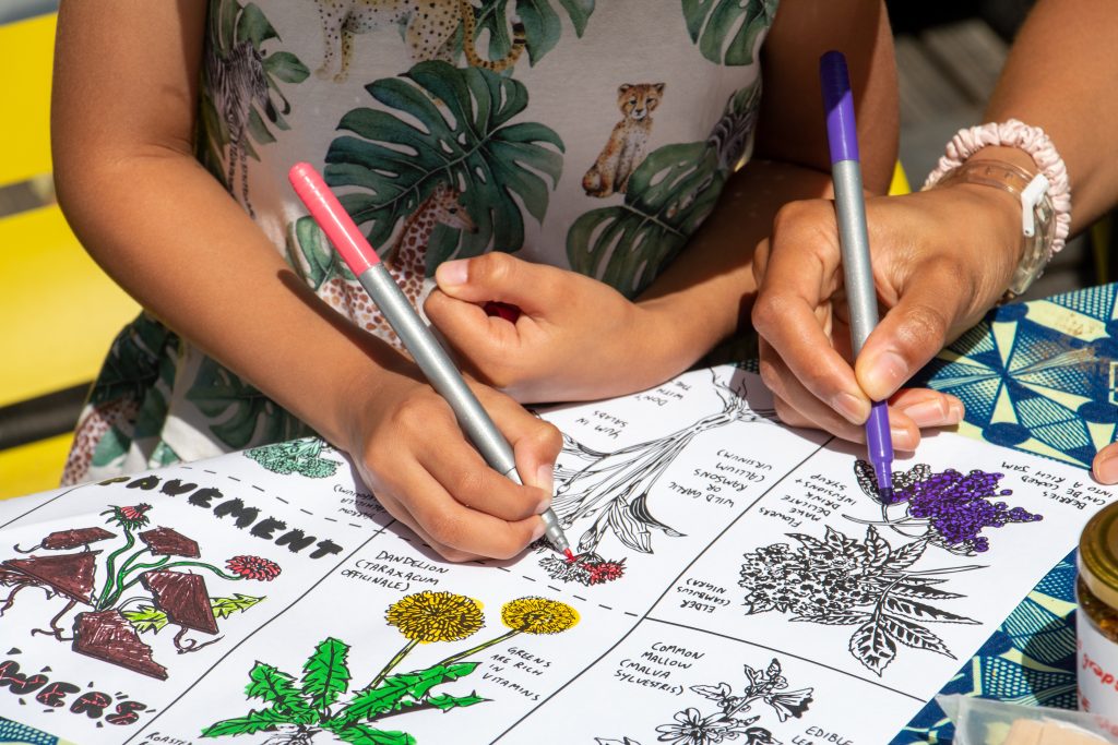 Close up of hands colouring in pictures of medicinal plants found growing wild around the city.