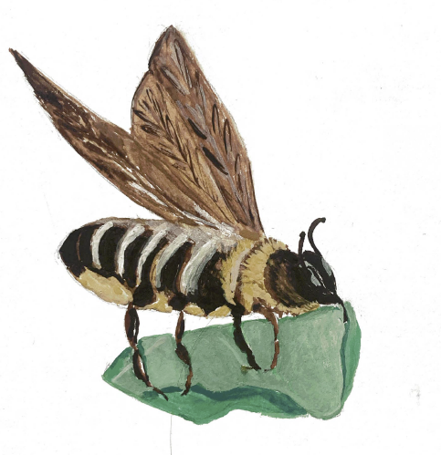 painting of a leafcutter bee by Ruzha Kazandjieva